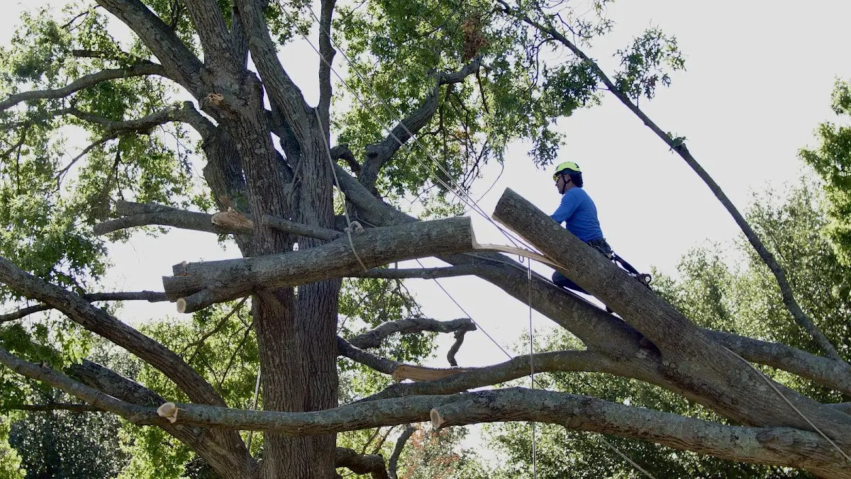 Professional Hazardous Tree Removal performed by certified arborists in Spring Grove