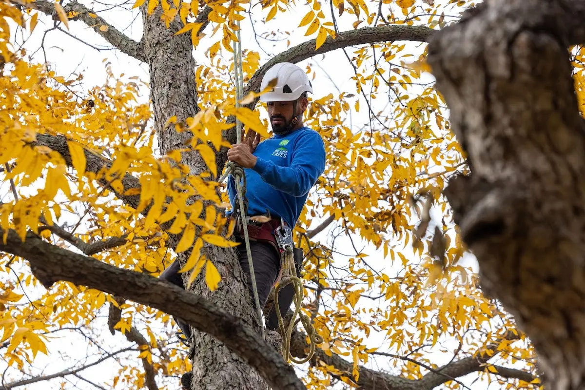 Skilled Storm Damage Cleanup crew working in Spring Grove